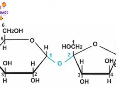 Saccarozơ: Khái niệm, cấu tạo, tính chất và ứng dụng 