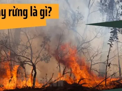 Cháy rừng là gì? 5 nguyên nhân phổ biến dẫn đến cháy rừng
