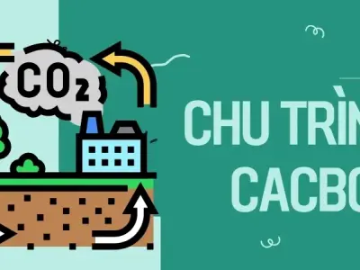 Chu trình cacbon - Quá trình tuần hoàn sự sống trên Trái Đất