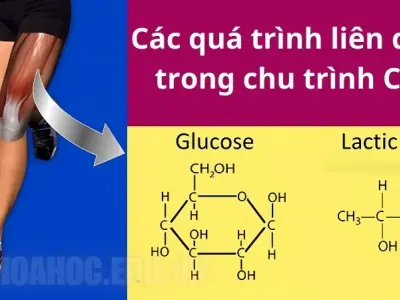 Chu trình Cori là gì? Cách cơ thể duy trì năng lượng cho cơ bắp