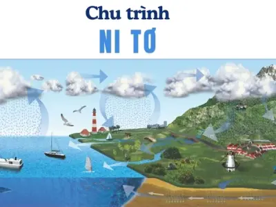 Chu trình Nitơ là gì và tầm quan trọng trong bầu khí quyển