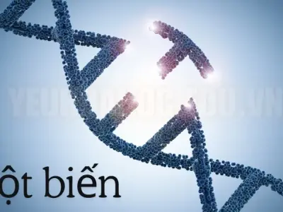 Đột biến là gì? Phân tích cơ chế đột biến trong gen và nhiễm sắc thể
