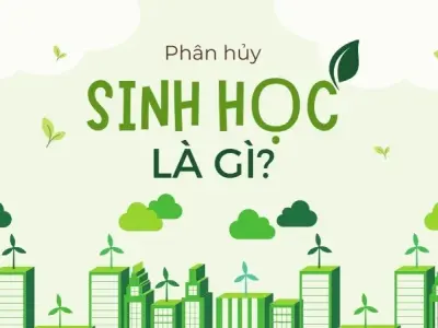 Phân hủy sinh học là gì? Tìm hiểu về quá trình phân rã tự nhiên 