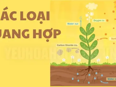 Các nguyên tố tham gia vào quá trình quang hợp và vai trò của chúng