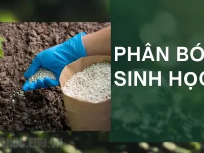 Phân bón sinh học là gì? Nguyên lý hoạt động của phân bón sinh học