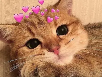 Bộ sưu tập meme mèo hài hước với những biểu cảm siêu bá đạo