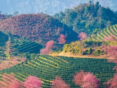 Khám phá cảnh đẹp mùa xuân: Hành trình đến những vùng đất rực rỡ nhất