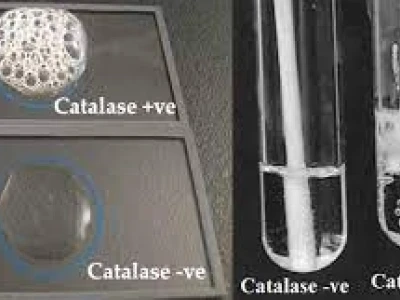 Phản ứng Catalase: Cơ chế, ứng dụng và ý nghĩa trong sinh học