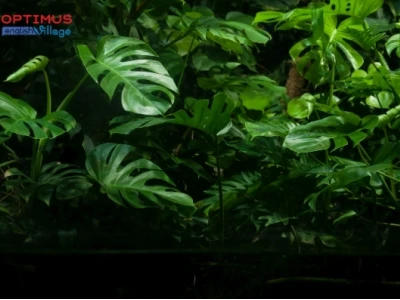 Tại sao lá cây có màu xanh và cơ chế quang hợp kỳ diệu