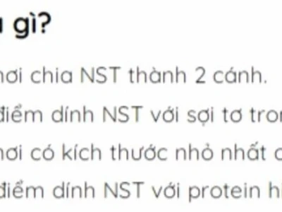 Tâm động là gì? Khám phá vai trò và cấu tạo trong tế bào