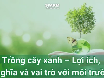 Vì sao cần trồng cây gây rừng và bảo vệ lá phổi xanh của Trái Đất