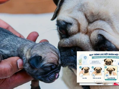 Cách chăm sóc chó Pug con mới sinh đúng kỹ thuật giúp cún lớn nhanh khỏe mạnh