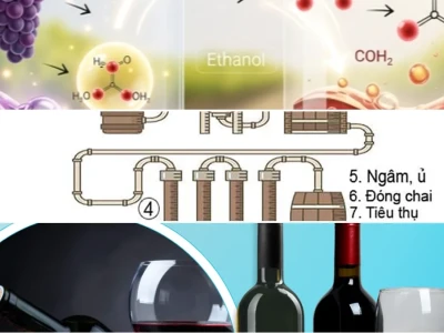 Cơ Chế Lên Men Rượu Vang Từ Nho Chuyên Sâu
