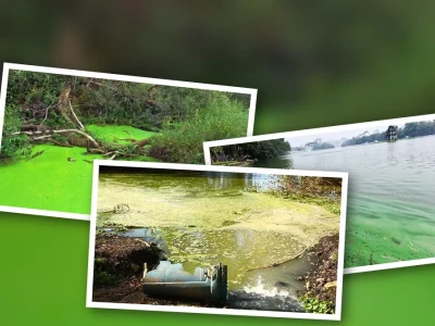 Phú Dưỡng Hóa Nguồn Nước Nguyên Nhân Và Giải Pháp Toàn Diện