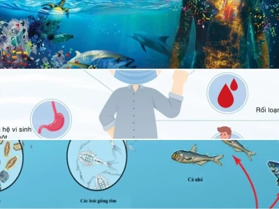 Vi Nhựa Là Gì Những Tác Hại Ảnh Hưởng Môi Trường Sức Khỏe