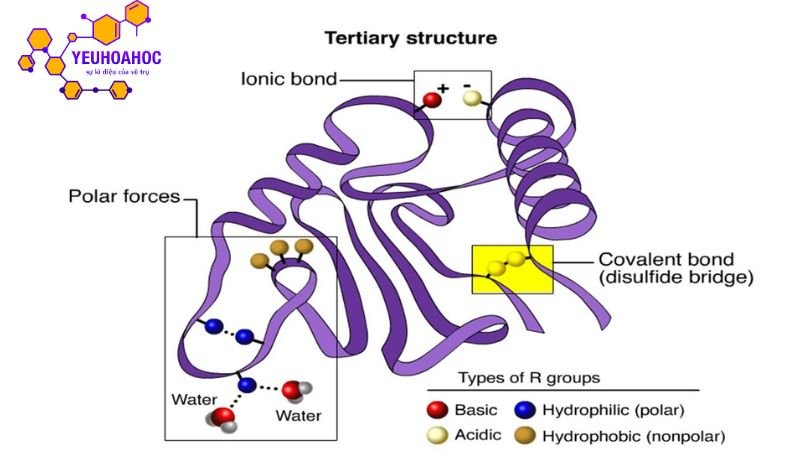 cau-truc-hoa-sinh-cua-protein