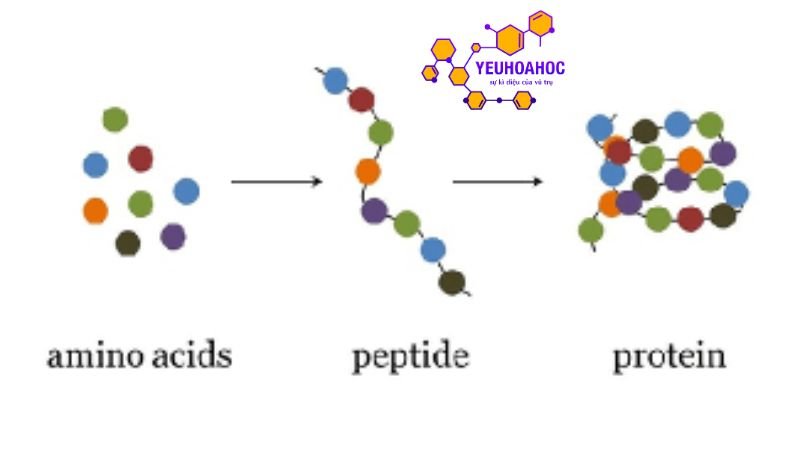 phan-loai-protein