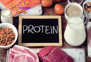 Protein: Định nghĩa, phân loại, cấu trúc và bài tập