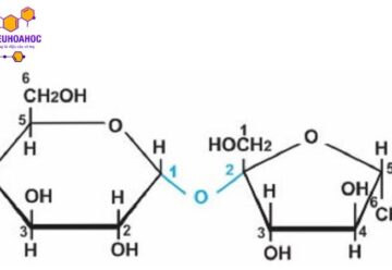 Saccarozơ: Khái niệm, cấu tạo, tính chất và ứng dụng 
