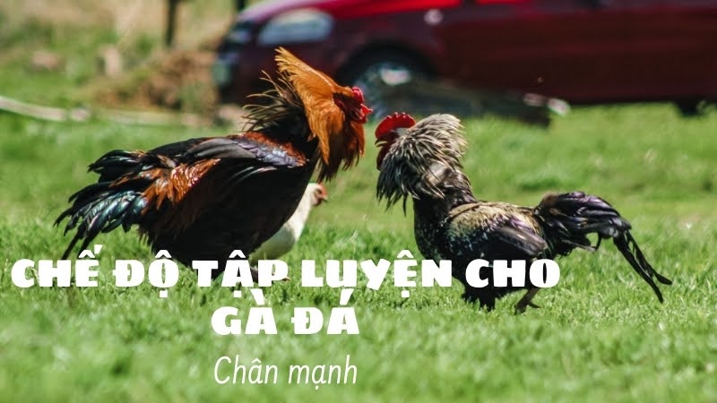 Nuôi gà đá chân mạnh 04