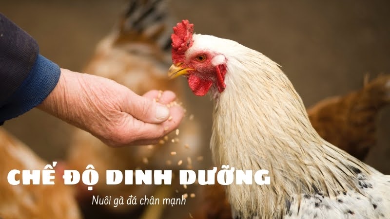 Nuôi gà đá chân mạnh 03