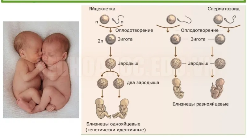 Nguyên nhân của hiện tượng sinh đôi giống hệt nhau