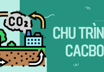 Chu trình cacbon – Quá trình tuần hoàn sự sống trên Trái Đất