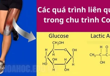 Chu trình Cori là gì? Cách cơ thể duy trì năng lượng cho cơ bắp