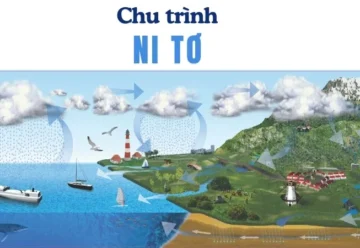 Chu trình Nitơ là gì và tầm quan trọng trong bầu khí quyển