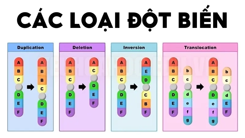 Các loại đột biến