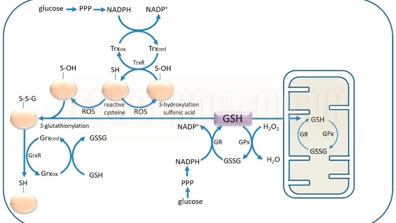 Quá trình tổng hợp glutathione