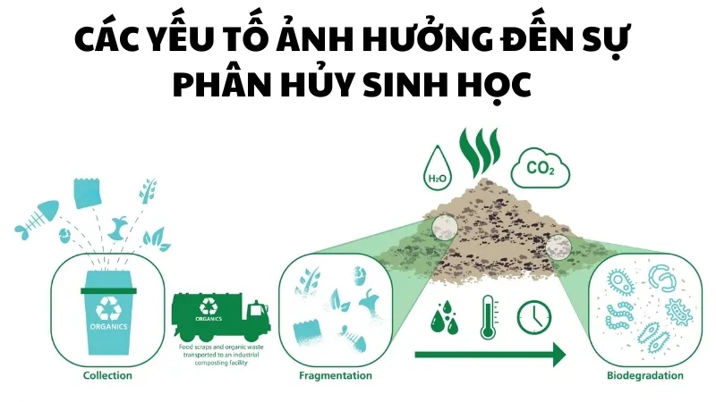 Các yếu tố ảnh hưởng đến sự phân hủy sinh học 3