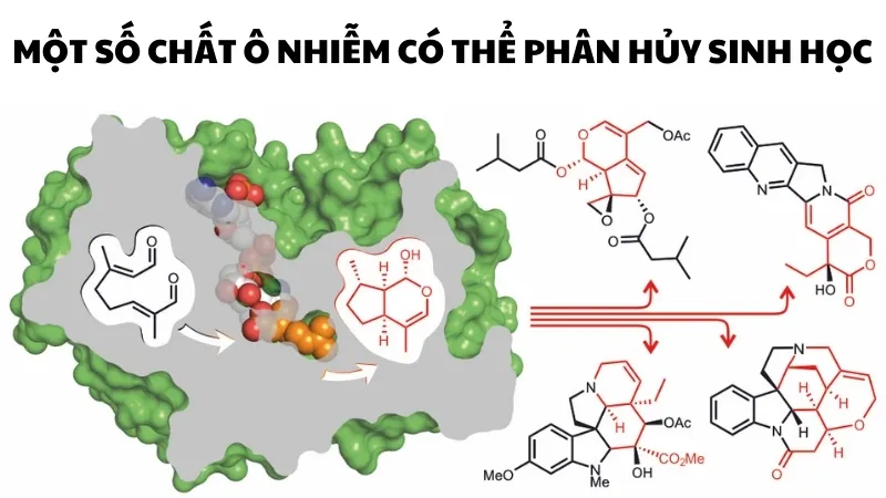 Một số chất ô nhiễm có thể phân hủy sinh học 2