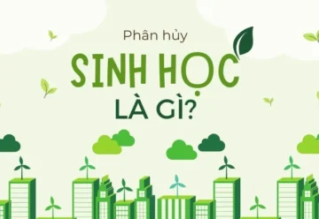 Phân hủy sinh học là gì? Tìm hiểu về quá trình phân rã tự nhiên