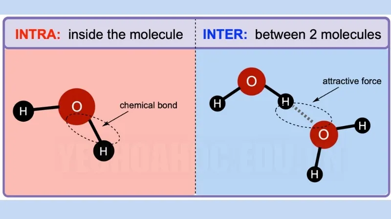 Lực nội phân tử là gì