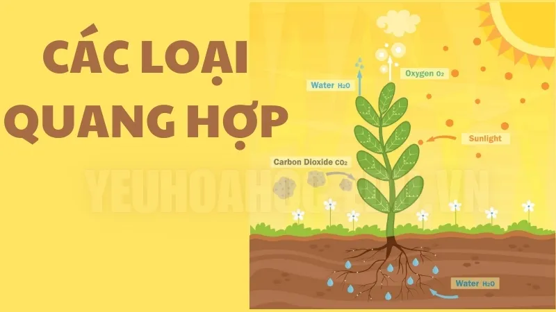 Các loại quang hợp