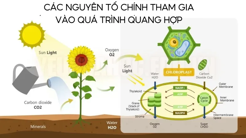 Các nguyên tố chính tham gia vào quá trình quang hợp