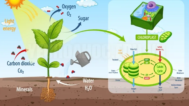 Các bước của quá trình quang hợp