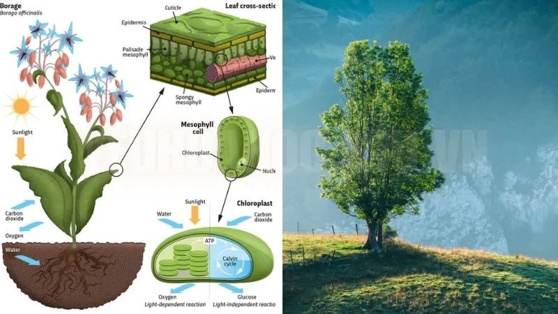 Các nguyên tố vi lượng cần thiết cho quang hợp