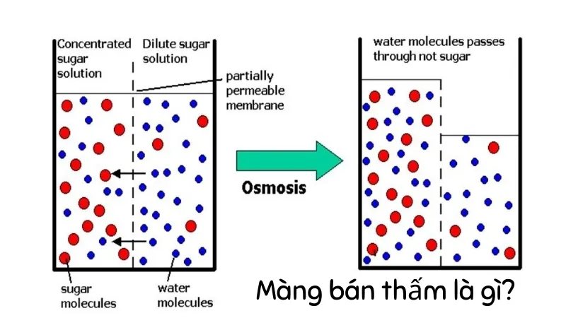 Màng bán thấm là gì?