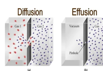 Sự khác biệt giữa thẩm thấu và khuếch tán