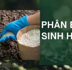 Phân bón sinh học là gì? Nguyên lý hoạt động của phân bón sinh học