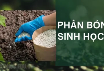 Phân bón sinh học là gì? Nguyên lý hoạt động của phân bón sinh học